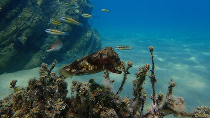 Common cuttlefish or European common cuttlefish (Sepia officinalis) undersea, Aegean Sea, Greece, Halkidiki
