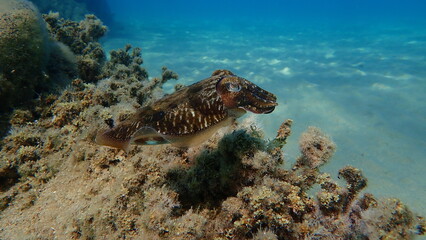 Common cuttlefish or European common cuttlefish (Sepia officinalis) undersea, Aegean Sea, Greece, Halkidiki