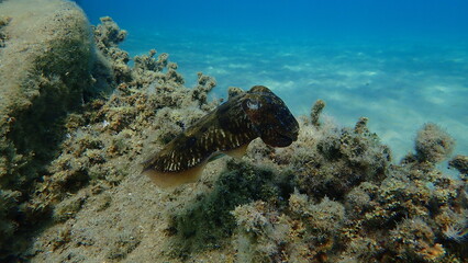 Common cuttlefish or European common cuttlefish (Sepia officinalis) undersea, Aegean Sea, Greece, Halkidiki
