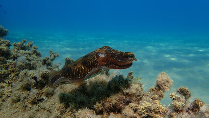 Common cuttlefish or European common cuttlefish (Sepia officinalis) undersea, Aegean Sea, Greece,...