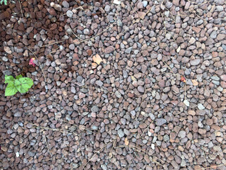 An abstract concept of growth and life, this photo shows small brown pebbles with a single green plant sprouting between them. Small stone background texture.
