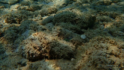 Common cuttlefish or European common cuttlefish (Sepia officinalis) undersea, Aegean Sea, Greece, Halkidiki