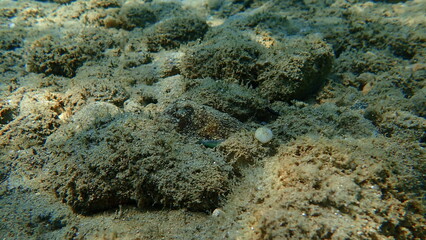 Common cuttlefish or European common cuttlefish (Sepia officinalis) undersea, Aegean Sea, Greece, Halkidiki