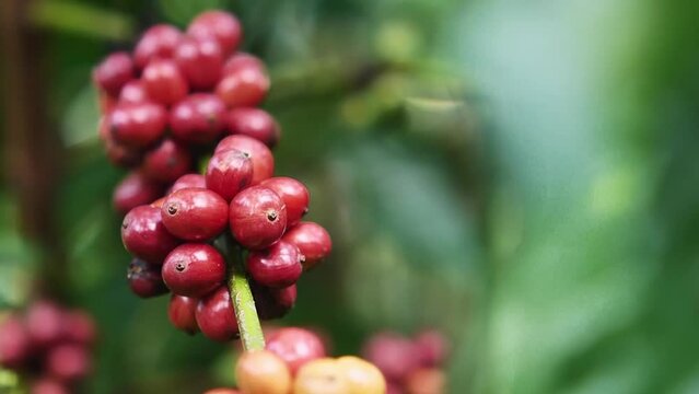 Ripe coffee beans waiting to be harvested. Red coffee beans on the coffee plant are ripe and ready to be harvested and dried.