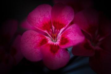 Flower of beautiful pink pelargonium, close up, black background
