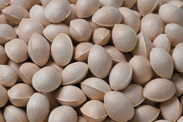 たくさん取れた殻付きの銀杏