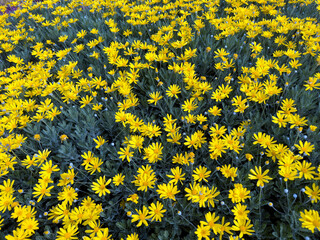 A vibrant top-down view of a field of yellow daisies (Leucanthemum vulgare) in full bloom, showcasing the contrast between the bright yellow petals and green leaves, background texture