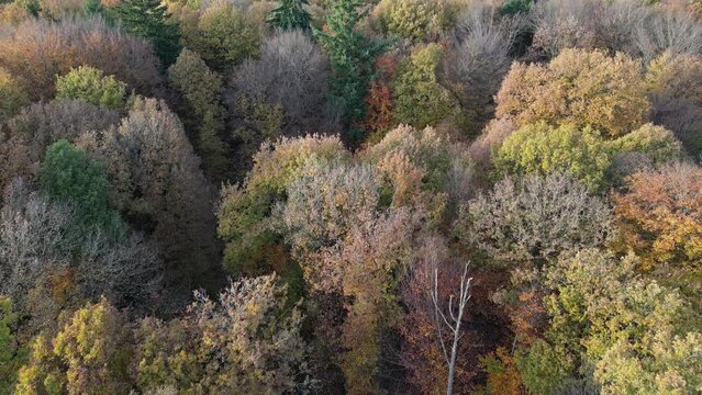 Forest flyover at low altitude showing the trees fast movement autumn evening