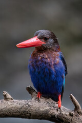 The Javan kingfisher is a bird endemic to the island of Java in Indonesia. This time I am photographing a Javan kingfisher bird which is drying its feathers because it is looking for food and has fini
