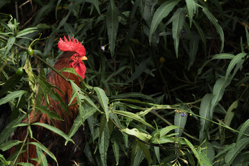 Rooster Bird Chicken in Green Nature 