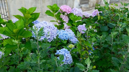 Pink, purple, and blue hydrangeas on the road