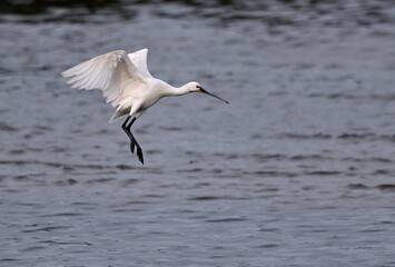 Löffler setzt zur Landung an