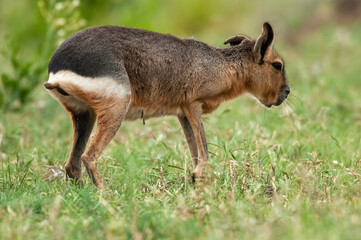 Patagonian cavi, Patagonia Mara, Peninsula Valdes,  Patagonia , Argentina
