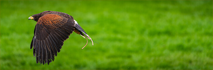 Eagle in flight