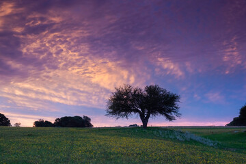 Sunset Calden tree landscape, La Pampa province, Patagonia, Argentina.