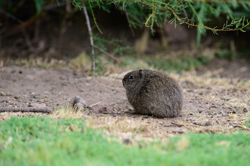 Desert Cavi, Lihue Calel National Park, La Pampa Province, Patagonia , Argentina
