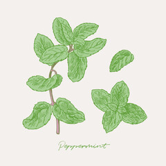 Hand drawn illustration of peppermint plant. Culinary graphic elements, food ingredients, spice drawing with background colouring