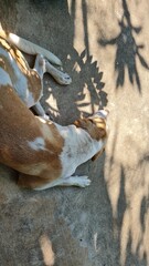 dog on the ground with shadow.