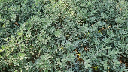 green moss on the wall