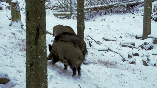 Wild boars, Sus scrofa, in winter, looking for food in the snow. Close-up. A wild boar digs snow with its snout. European nature in winter.