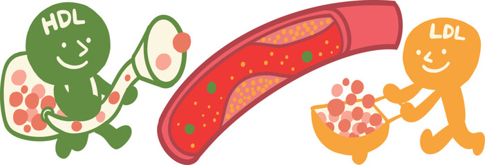 コレステロールと血管