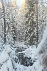 forest in winter