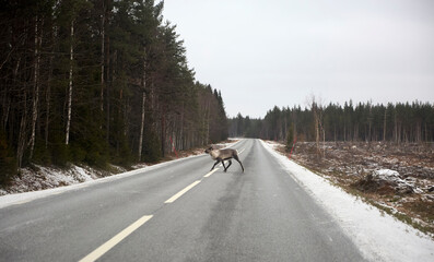 Reindeer on a road in the forest in the winter