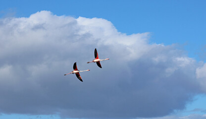 couple de flamants en vol