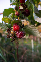 Red raspberries on a branch. Ripening red fruits. Healthy, fresh and natural food. Autumn in the garden.