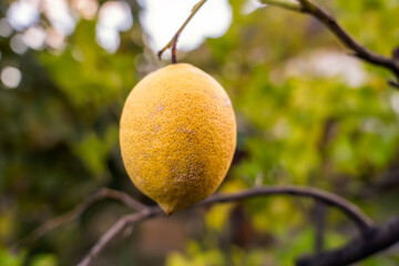 Lemon.Close-up of healthy large lemons on a lemon tree 
nail polishes 