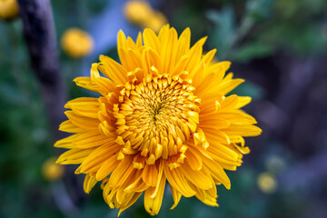 Yellow chrysanthemum , Chrysanthemum flowers blooming in the garden