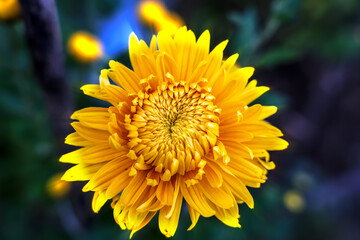 Yellow chrysanthemum , Chrysanthemum flowers blooming in the garden