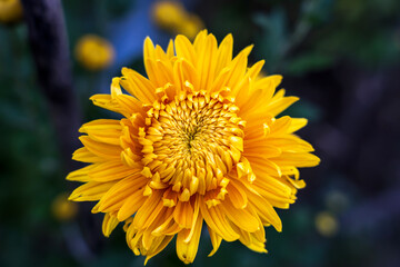 Yellow chrysanthemum , Chrysanthemum flowers blooming in the garden