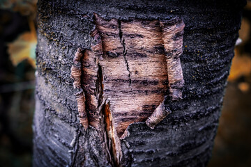 Mystical wood texture with bark on the edges, space for signature 