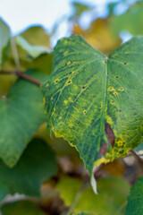 Large grape leaves, fall grape leaves 