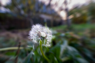 dandelion in the fall time