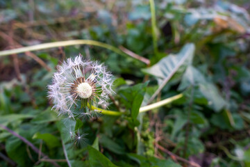 dandelion in the fall time