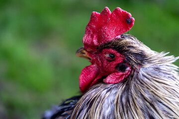 Portrait of a domestic rooster, Rooster head close up 