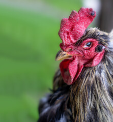 Portrait of a domestic rooster, Rooster head close up 