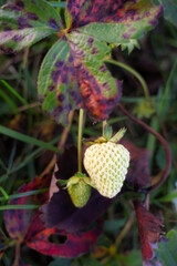 Unripe strawberries in fall , unripe strawberries , green strawberries , green strawberries 
