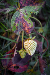 Unripe strawberries in fall , unripe strawberries , green strawberries , green strawberries 