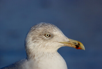 Herring gull