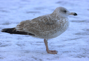 Herring gull