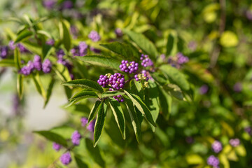 보라색 작은 열매 식물