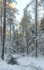 forest with stream in winter