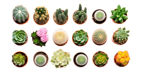 Top view of small potted cactus succulent plants isolated on white or transparent background - Powered by Adobe