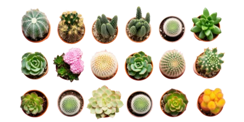 Papier Peint photo autocollant Cactus Top view of small potted cactus succulent plants isolated on white or transparent background