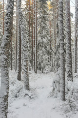 forest in winter