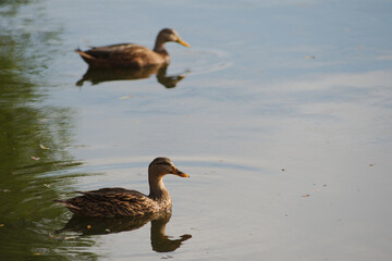 Two Isolated Mexican mallard ducks in pond in Florida, Looking to the right with brown feathers and...