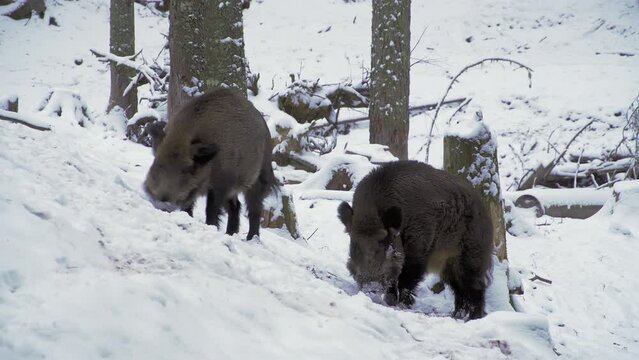 Two wild boars, Sus scrofa, in winter, looking for food in the snow. Close-up. A wild boar digs snow with its snout. European nature in winter.